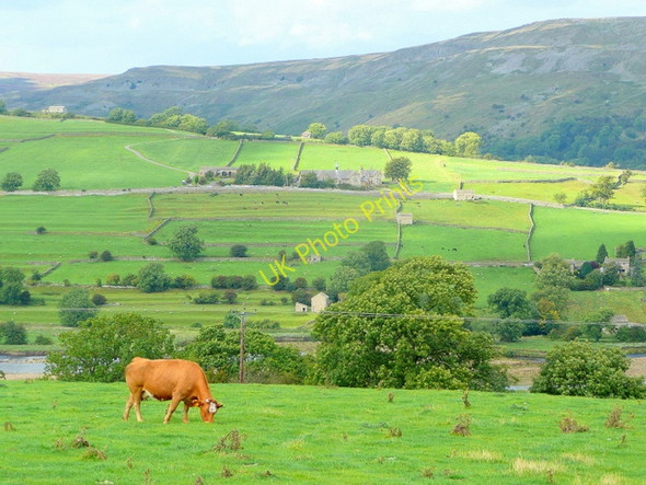 Photo 6"x4" Red cow in Swaledale Grinton c2010