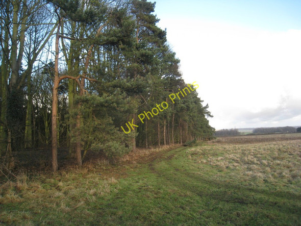 Photo 6"x4" Woodland edge near Lodge Farm Broughton Common c2011