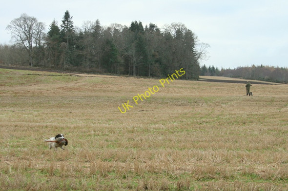 Photo 6"x4" Another bird is retrieved by Situation Point Woodside\/NJ0555 c2011