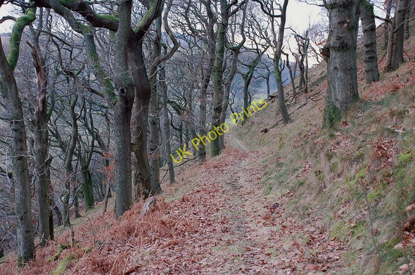 Photo 6"x4" Path through the woods, Hogg Park Woodend\/NY2127 c2011
