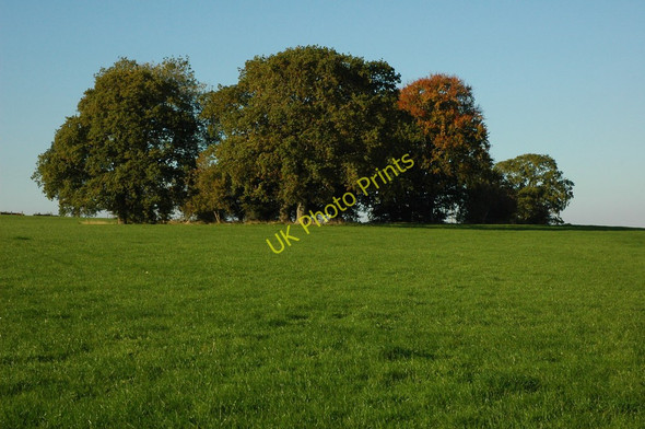 Photo 6"x4" Trees in a field, Trellech Trellech c2010