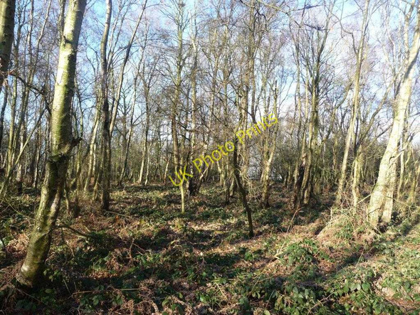 Photo 6"x4" Woodland, Stocksmoor Common Midgley\/SE2714 c2011