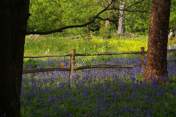 Photo 6"x4" Kew Gardens: bluebell time Brentford c2008