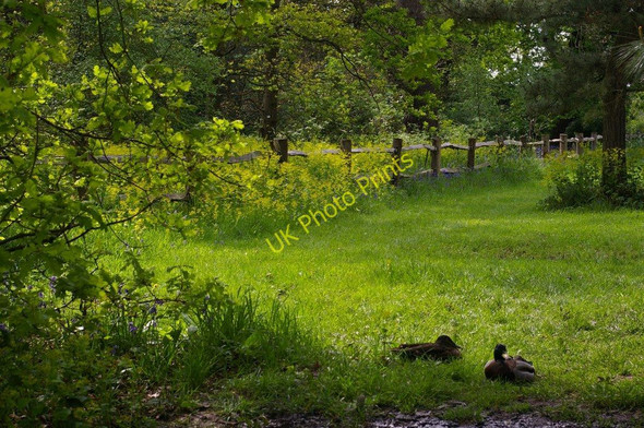 Photo 6"x4" Kew Gardens: spring time Brentford c2008