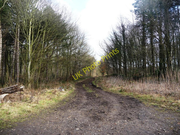 Photo 6"x4" Track and footpath alongside Wilderness Plantation Midgley\/SE2714 c2011