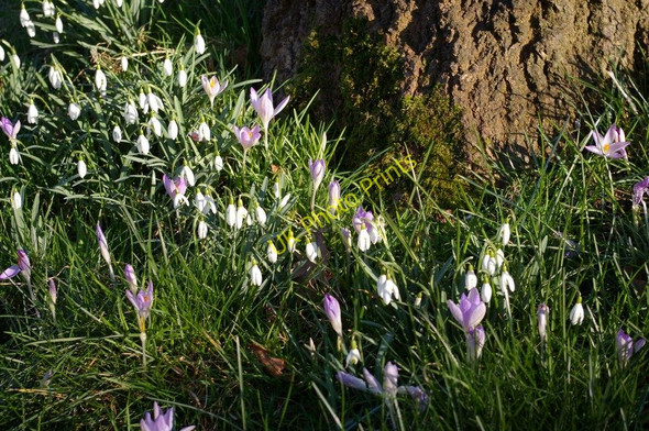 Photo 6"x4" Kew Gardens, croci and snowdrops Brentford c2008