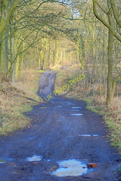 Photo 6"x4" Foxcover Bank Plantation West Herrington c2011