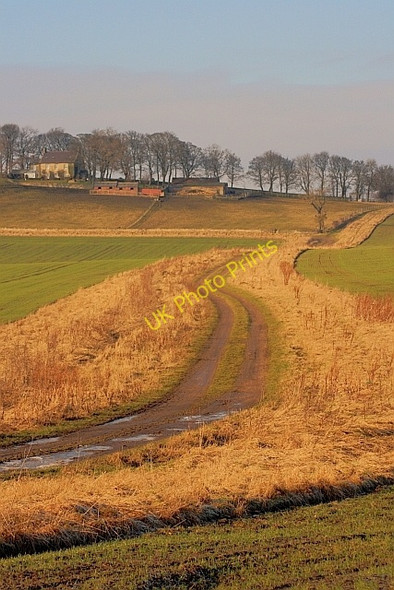 Photo 6"x4" Flinton Hill Farm Grindon\/NZ3554 c2011