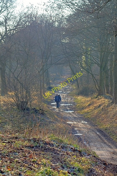 Photo 6"x4" Foxcover Bank Plantation Grindon\/NZ3554 c2011