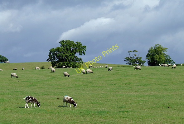 Photo 6"x4" Grazing south of Bromsgrove, Worcestershire Stoke Pound c2010