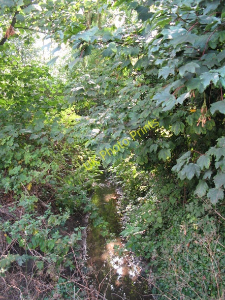 Photo 6"x4" Minor tributary of the River Ravensbourne east of Vineyard Close, SE6 Catford\/TQ3873 c2009
