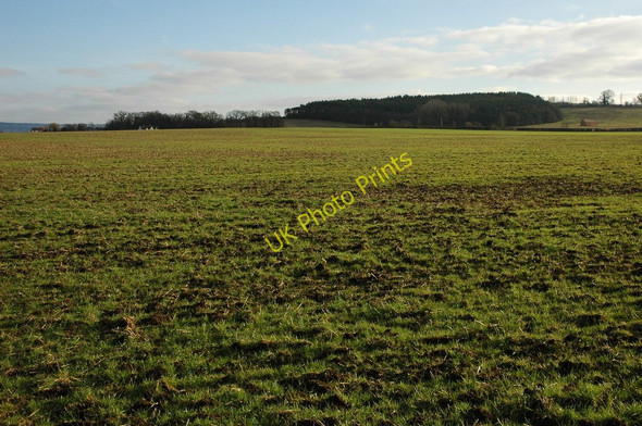 Photo 6"x4" View to Smith Hill Plantation Hinton Cross c2011