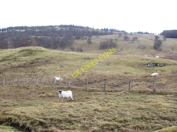 Photo 6"x4" Sheep by Spey Dam Crathie\/NN5894 c2011