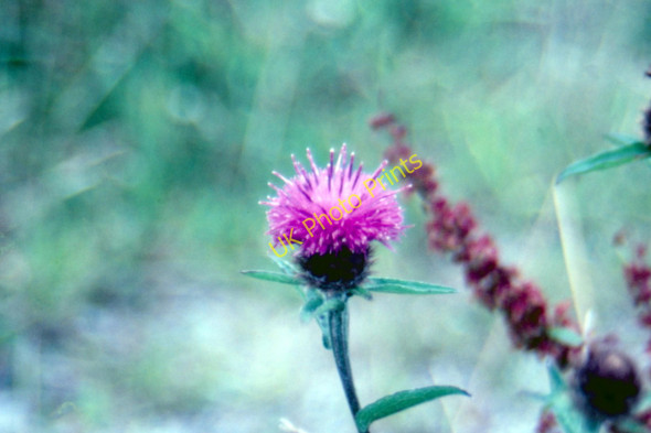 Photo 6"x4" Cornish Thistle - 1986 Balnoon\/SW5038 c1986