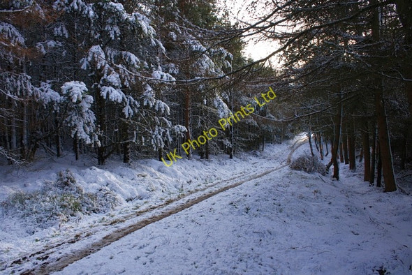 Photo 6"x4" Forest Track, Newton Moor Hutton Village c2008