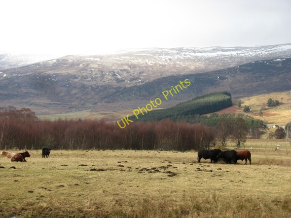 Photo 6"x4" Cattle, Breakachy Balgowan\/NN6394 c2010