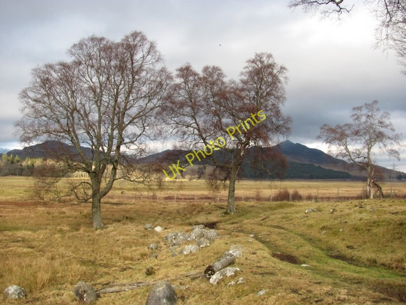 Photo 6"x4" Birches, Breakachy Balgowan\/NN6394 c2010