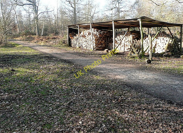 Photo 6"x4" Woodpile in Pamber Forest Latchmere Green c2011 P1