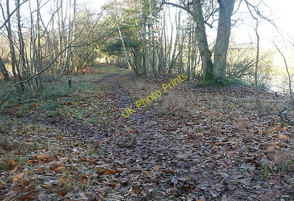 Photo 6"x4" Between the ponds Bramshill c2011