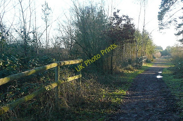 Photo 6"x4" Track in Bramshill Plantation Farley Hill\/SU7564 c2011