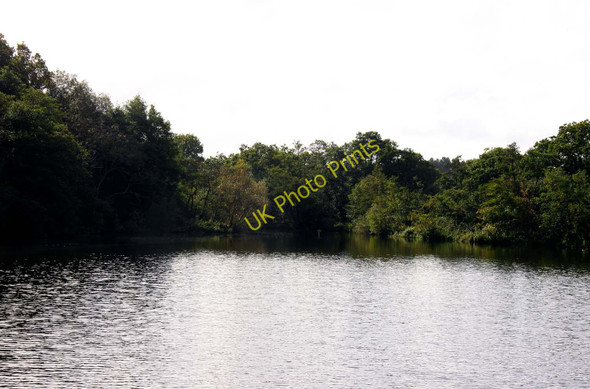 Photo 6"x4" Salhouse Broad Woodbastwick c2010