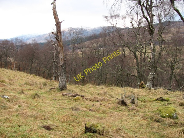 Photo 6"x4" Birch woods Etteridge c2010