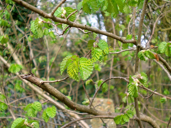 Photo 6"x4" Elm foliage, growing close to Beverley Brook and the freebord of Richmond Park Barnes c2007