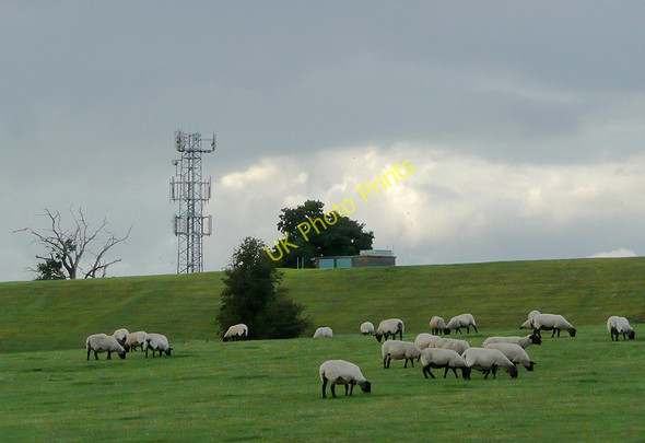 Photo 6"x4" Evening grazing south-east of Bromsgrove, Worcestershire Bromsgrove c2010