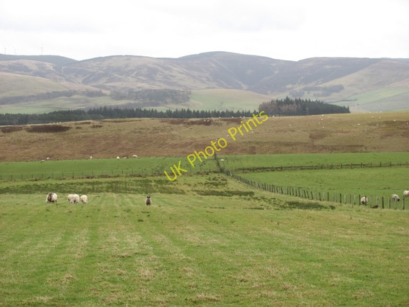 Photo 6"x4" Sheep, Cloich Shiplaw c2011