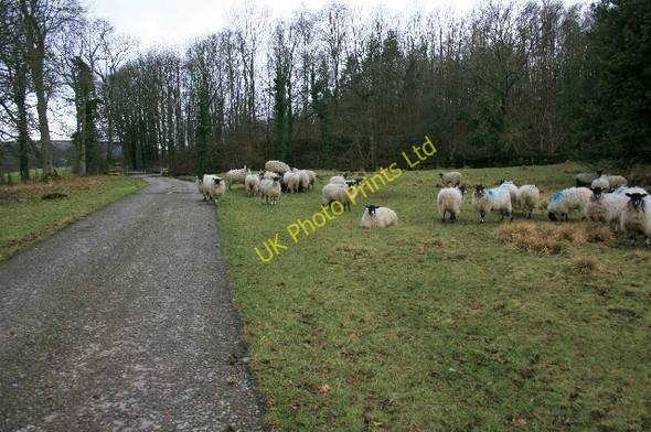 Photo 6"x4" Farm Road to Low Oxque Downholme c2008