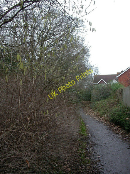 Photo 6"x4" Woodside, catkins Lymington c2011
