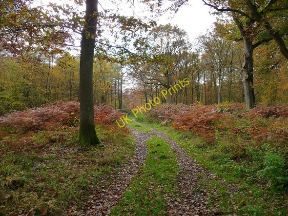 Photo 6"x4" Andover Down - Harewood Forest Andover Down c2010