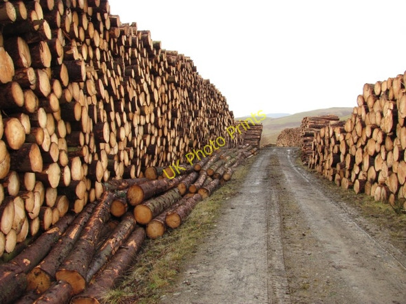 Photo 6"x4" Log piles, Cloich Forest Harehope\/NT2044 c2011
