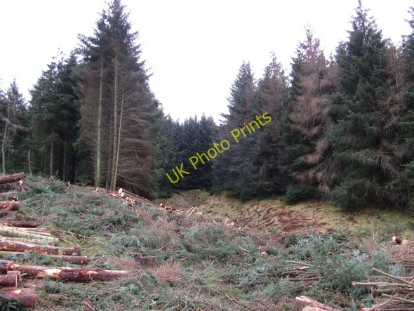 Photo 6"x4" Flemington Burn Harehope\/NT2044 c2011