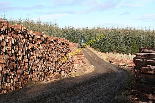 Photo 6"x4" Timber Stacks Ardonald c2008