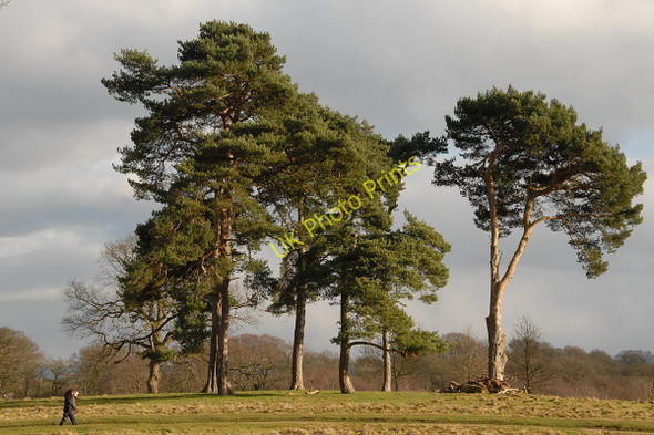 Photo 6"x4" Scots Pines Knutsford c2011