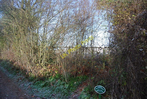 Photo 6"x4" Hedge by the Pilgrims' Way Lenham c2010