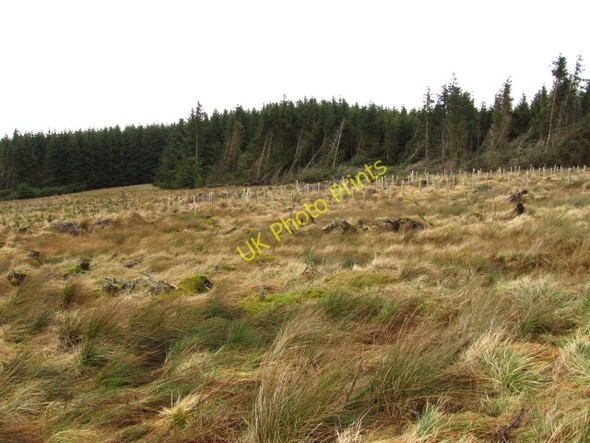 Photo 6"x4" Clear felled and replanted area Halmyre Mains c2011