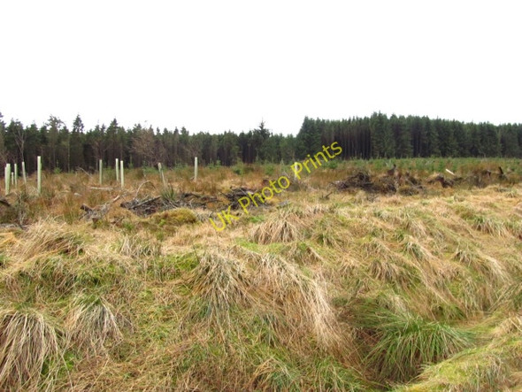 Photo 6"x4" Replanted block, Grassfield Halmyre Mains c2011