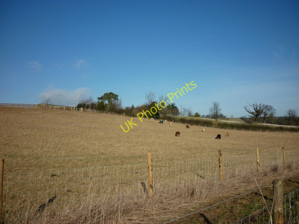 Photo 6"x4" A field near Crambe Grange Barton-le-Willows c2011
