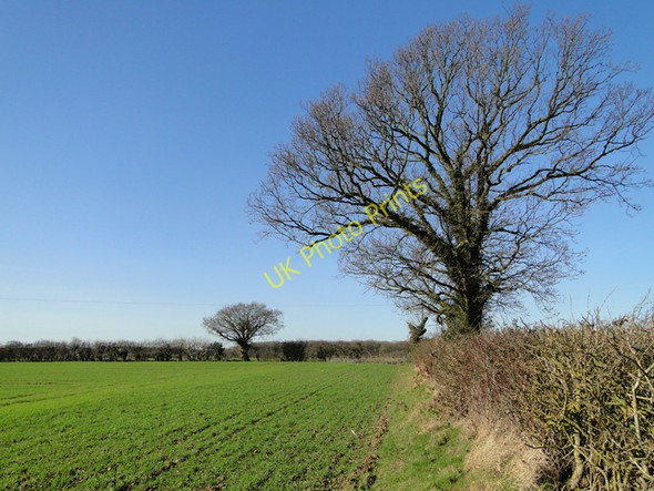 Photo 6"x4" Hedgerow and winter wheat near Parham Wood Framlingham c2011