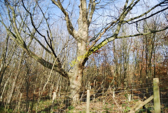 Photo 6"x4" Stede Wood Harrietsham c2010