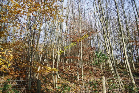 Photo 6"x4" Stede Wood Harrietsham c2010 P1