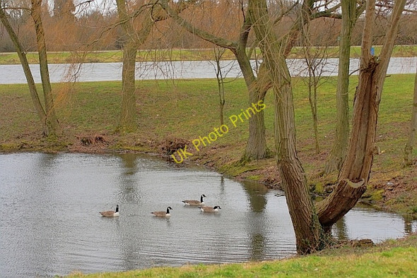 Photo 6"x4" Canada geese on Pond in Holme Pierrpont Carlton\/SK6041 c2011