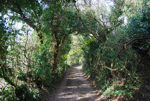Photo 6"x4" North Downs Way Horsalls c2010