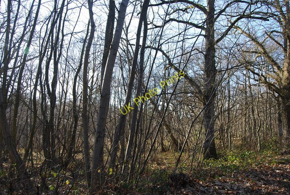 Photo 6"x4" Bartley Mill Wood Little Bayham c2011