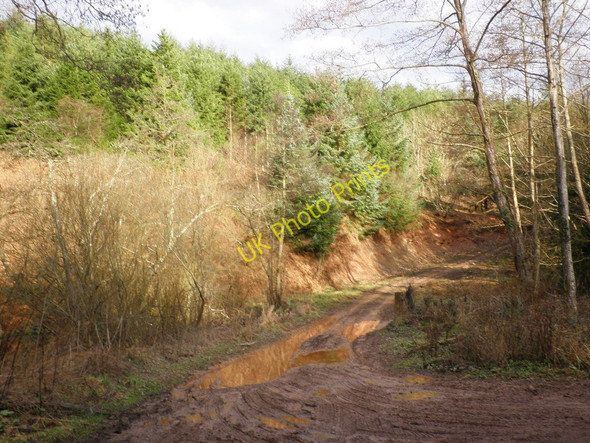 Photo 6"x4" Forest track, in Washford Valley Tacker Street c2011