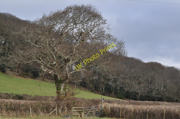 Photo 6"x4" A footpath from Heanton approaching the Old Barnstaple Road Heanton Punchardon c2011
