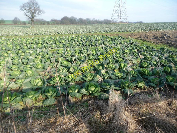 Photo 6"x4" A whole field of cabbages Royston\/SE3511 c2011