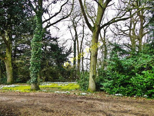 Photo 6"x4" Winter aconites and snowdrops at Kirstead Hall Kirstead Green c2011